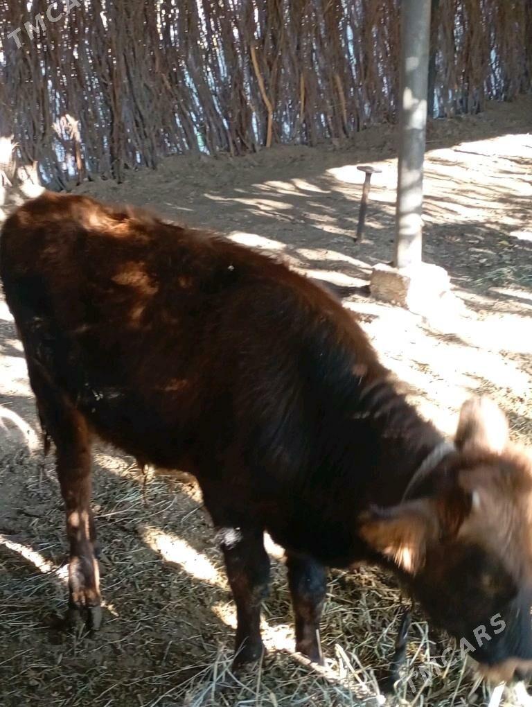 öküzçe - Сакарчага - img 1