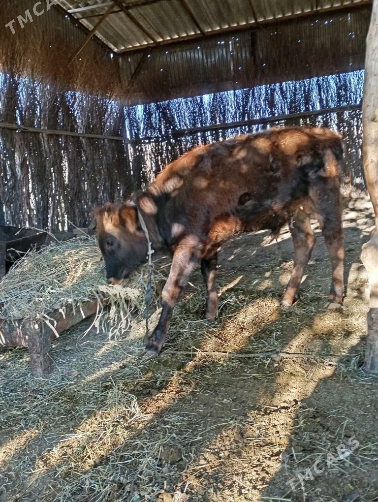 öküzçe - Sakarçäge - img 3