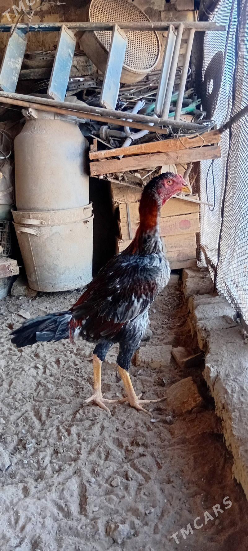 Bayes juyje - Baýramaly - img 2