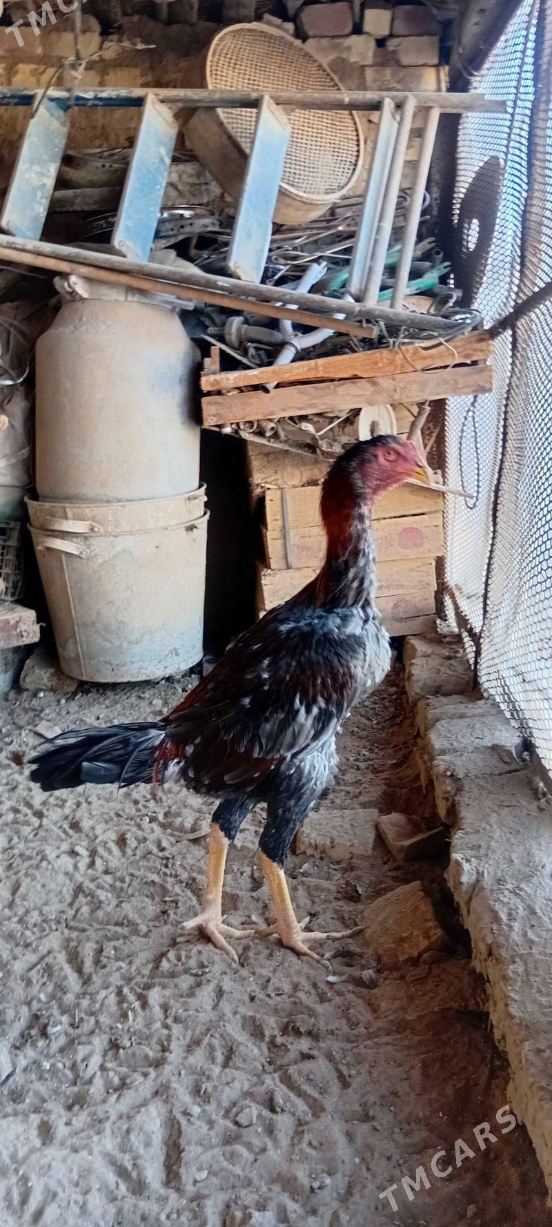 Bayes juyje - Baýramaly - img 1