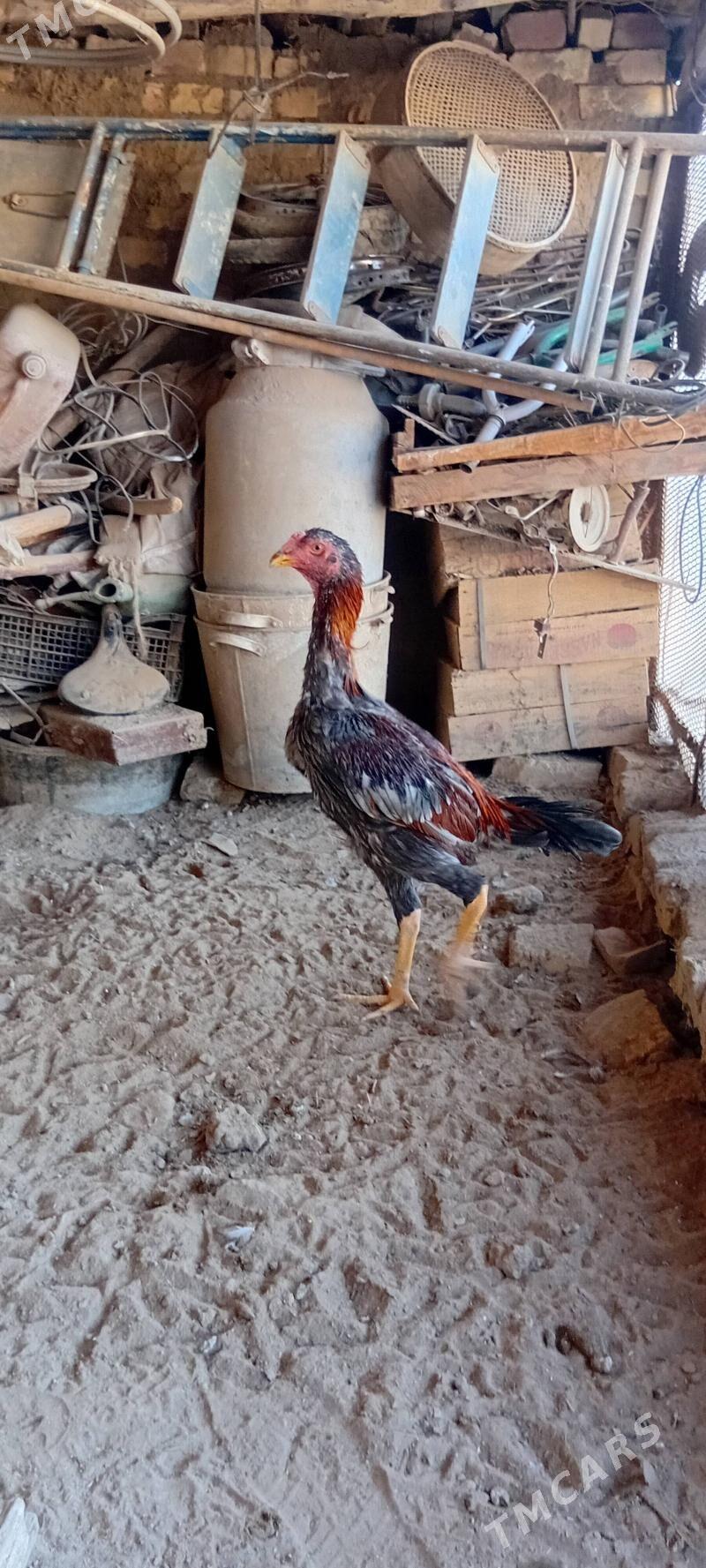 Bayes juyje - Baýramaly - img 4