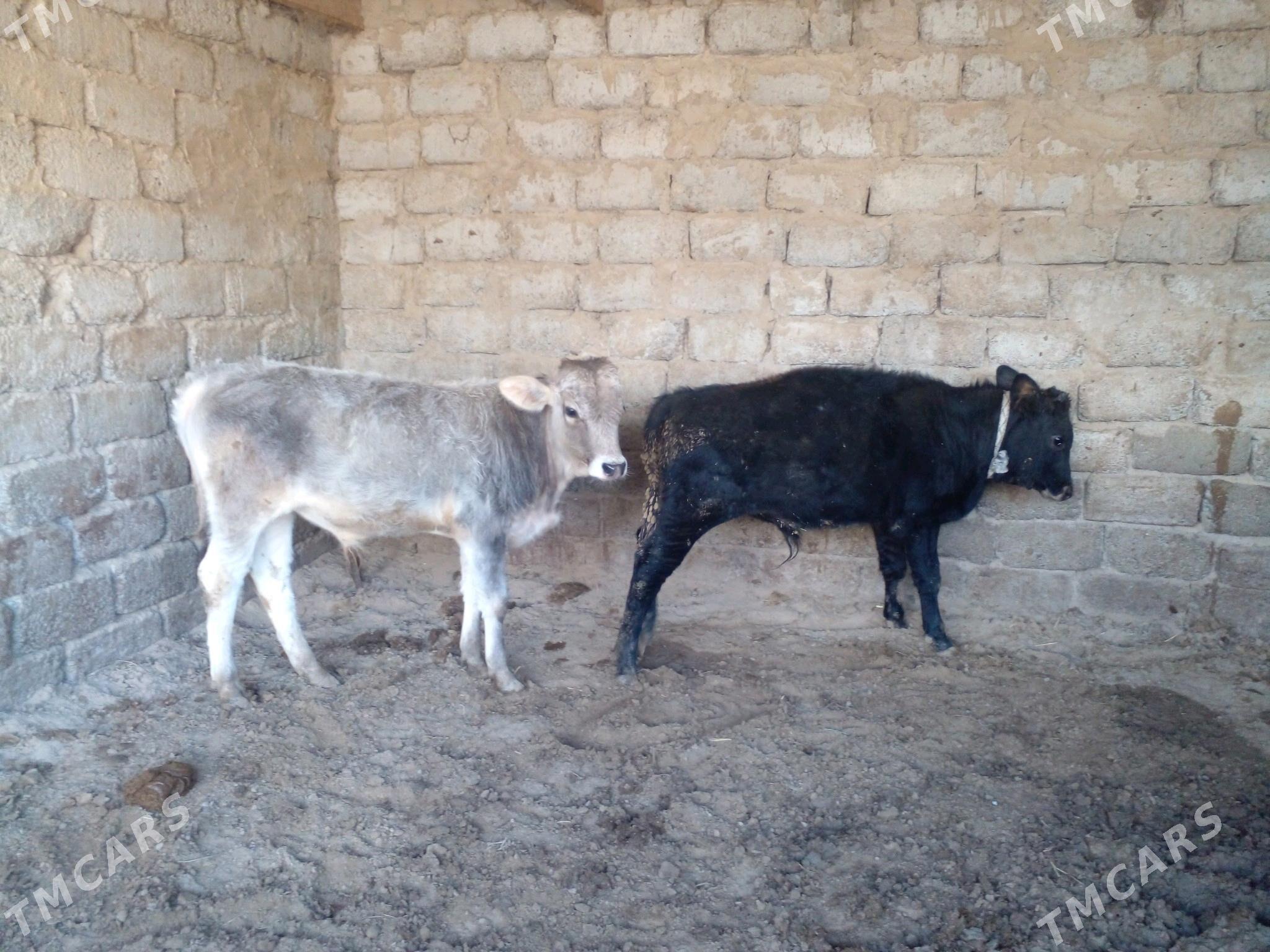 ökuz - Büzmeýin - img 6