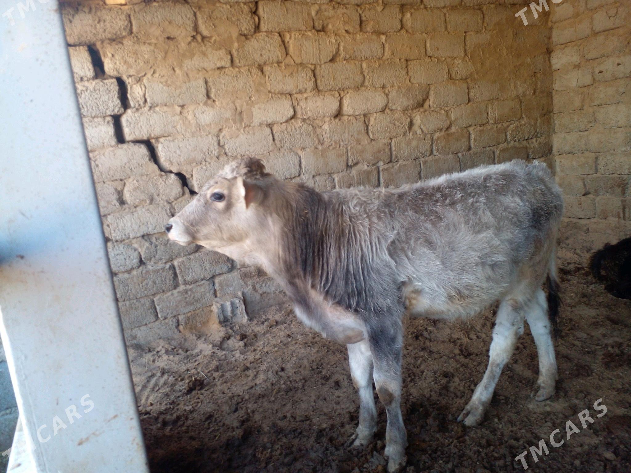 ökuz - Büzmeýin - img 2