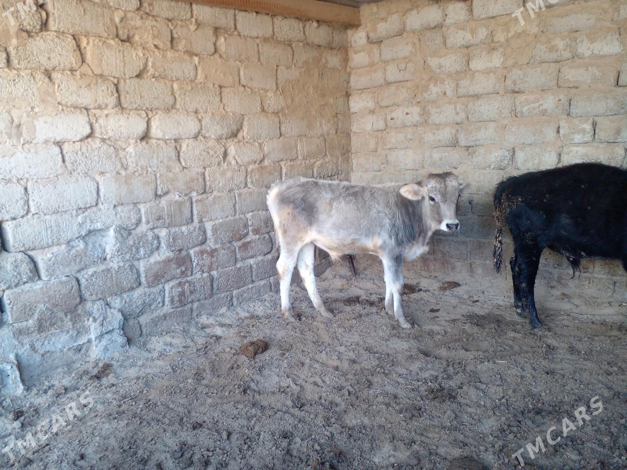 ökuz - Büzmeýin - img 5