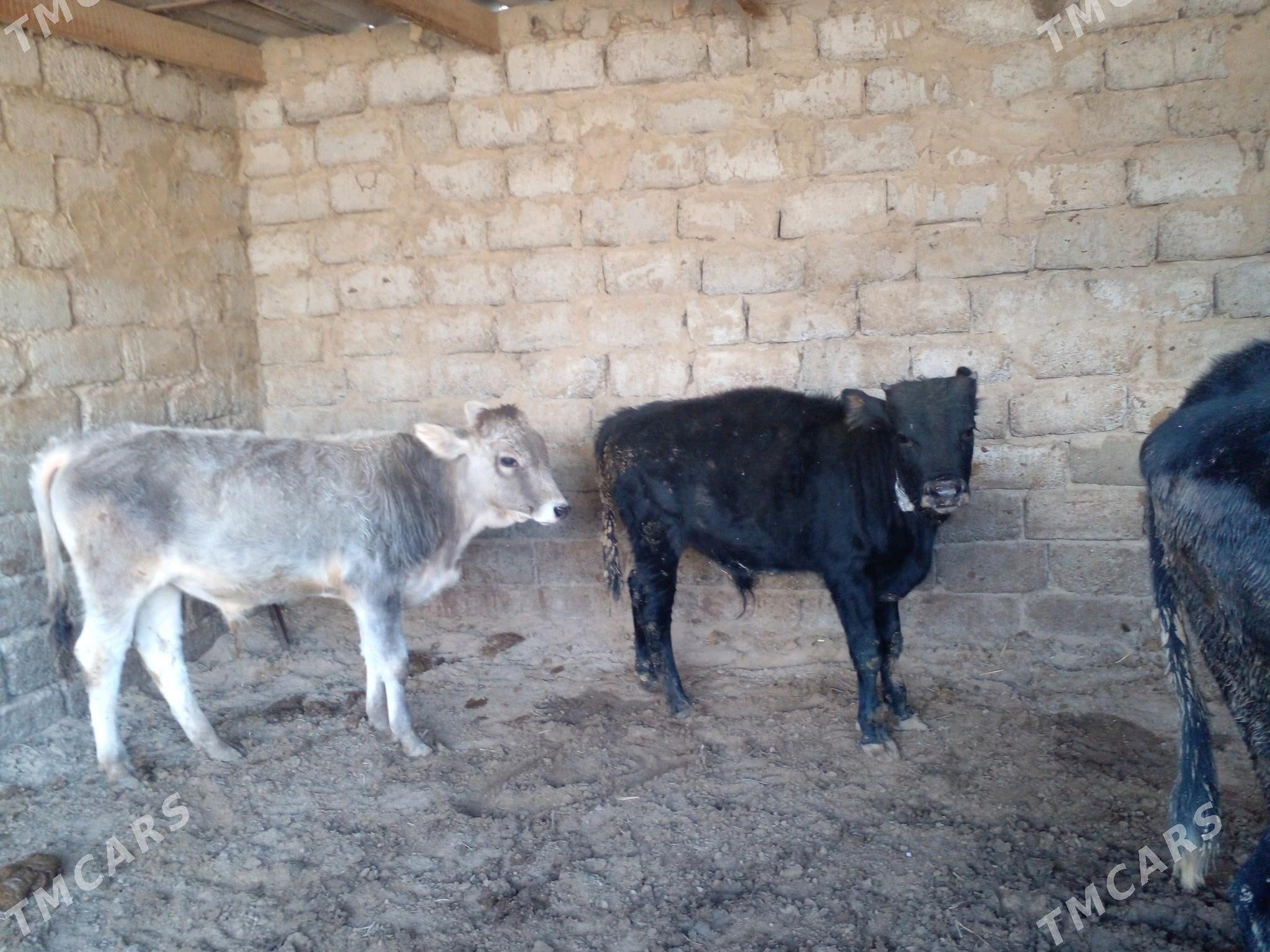 ökuz - Büzmeýin - img 4