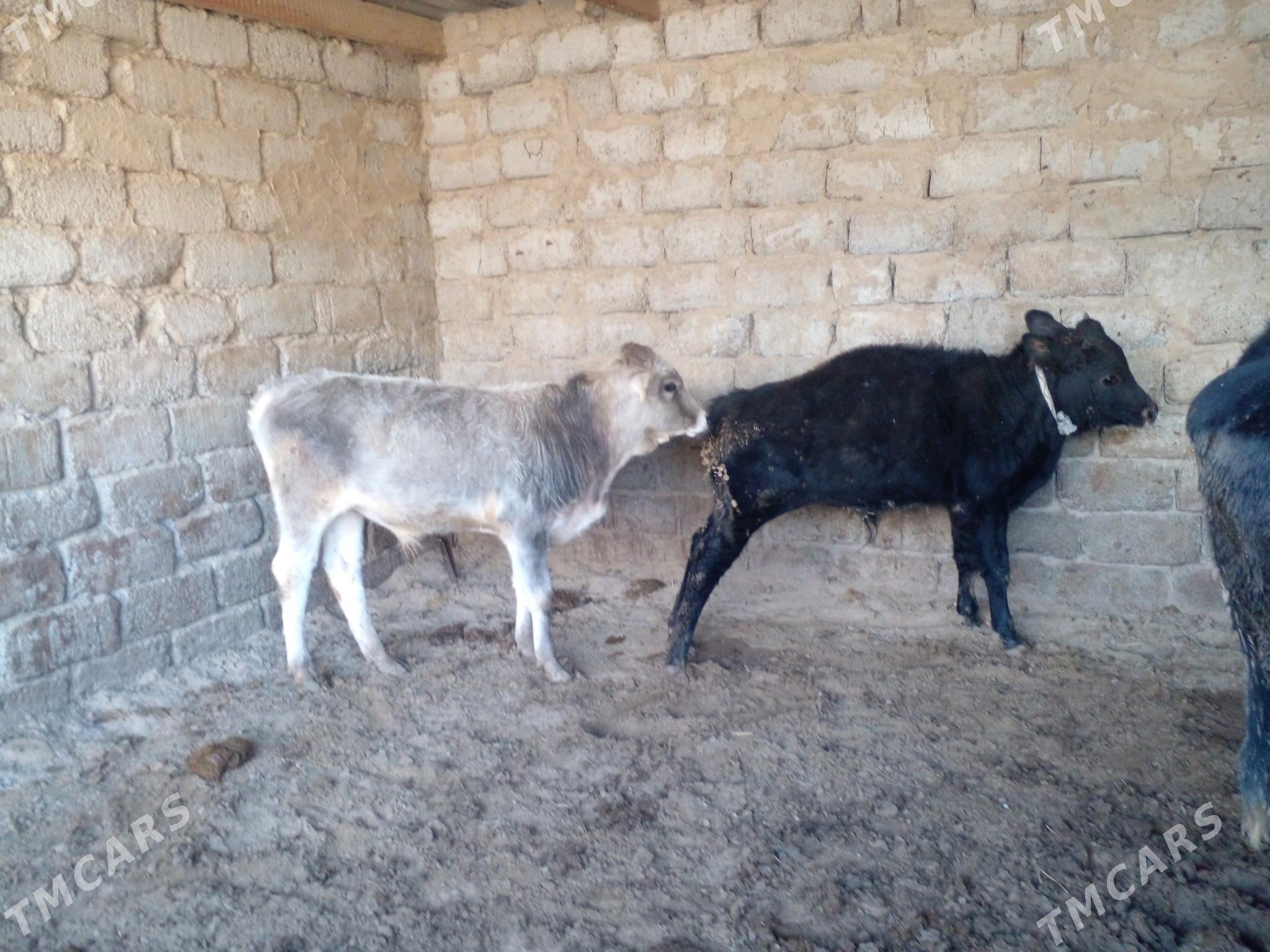 ökuz - Büzmeýin - img 3