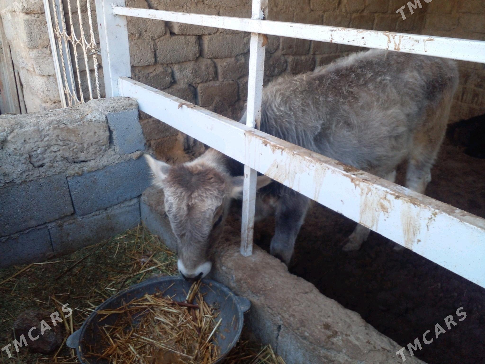 ökuz - Büzmeýin - img 1