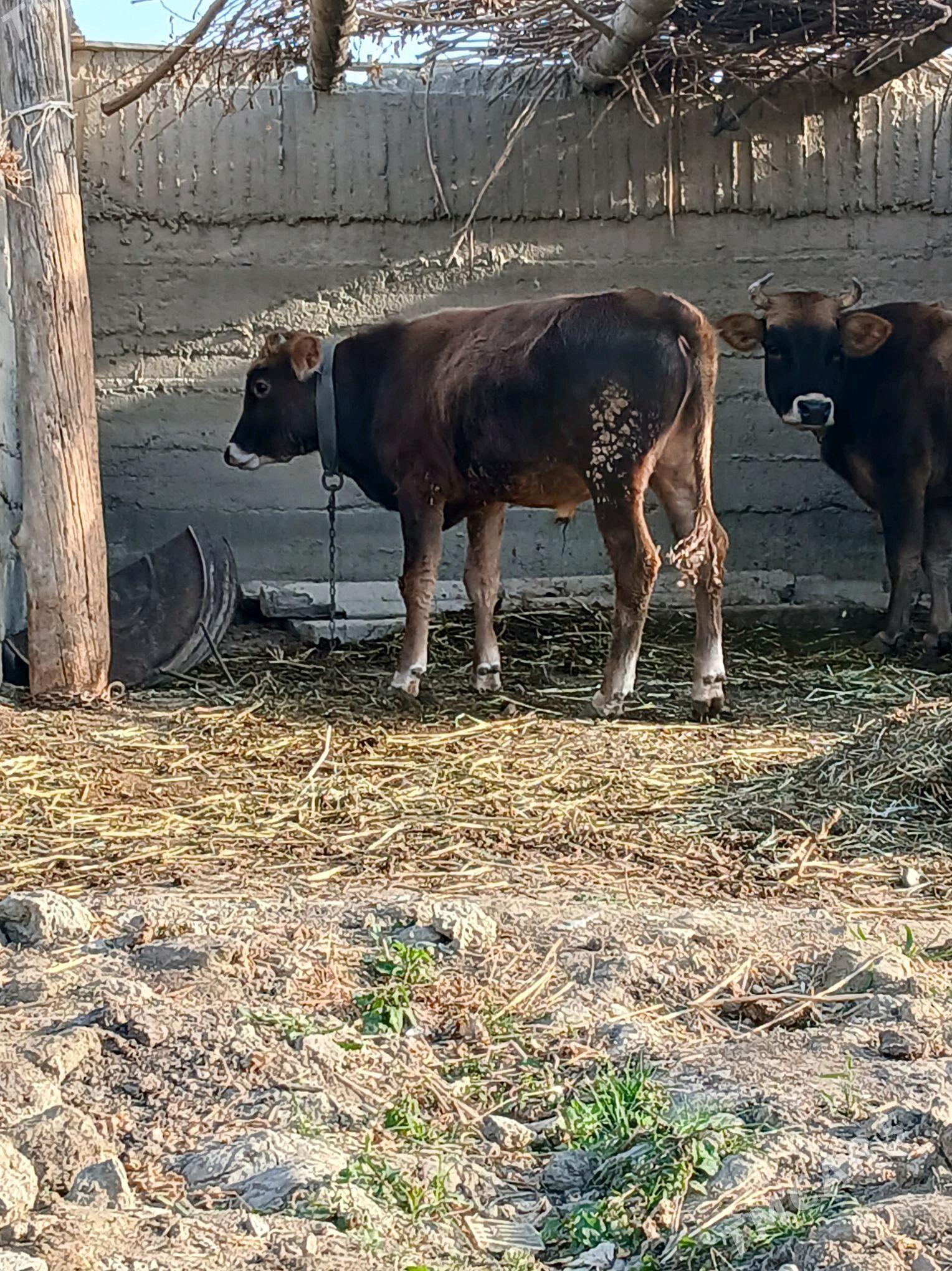 öküzçe - Гёкдепе - img 2