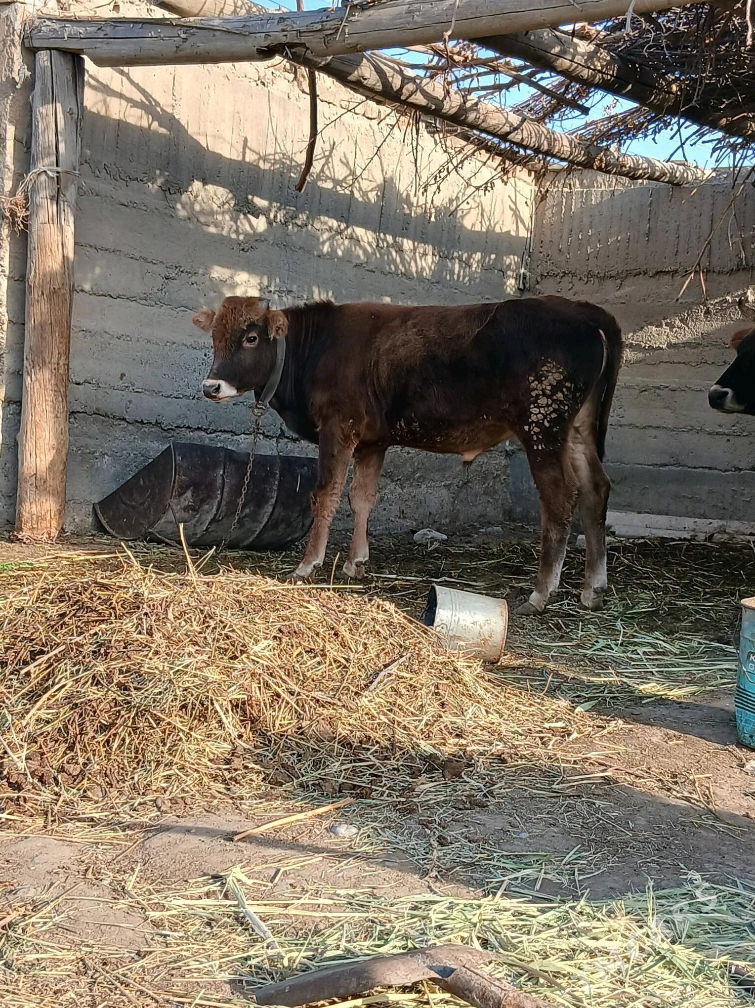 öküzçe - Гёкдепе - img 4