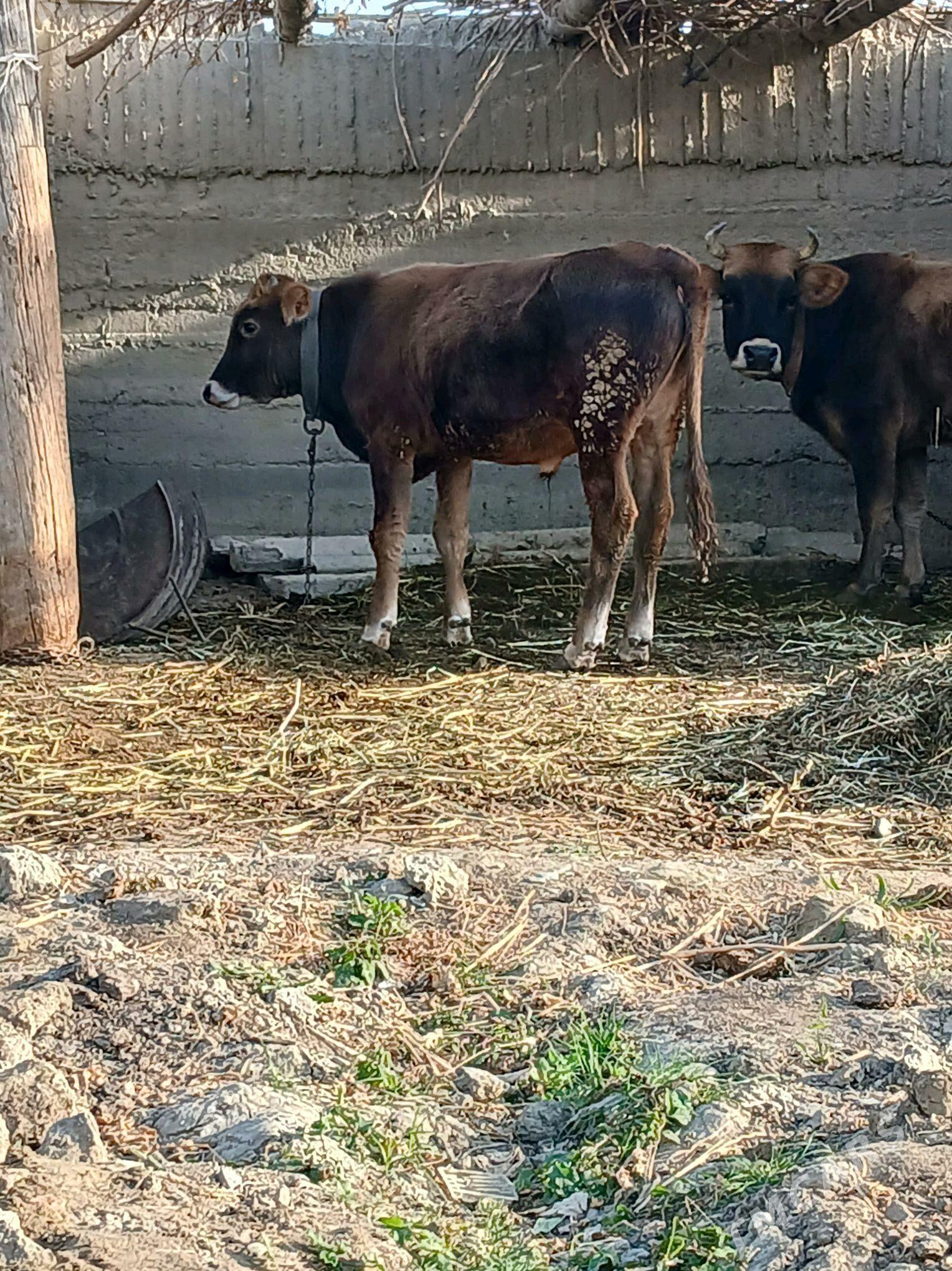 öküzçe - Гёкдепе - img 3