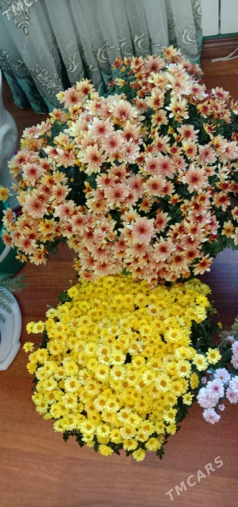 хризантема голландская - Aşgabat - img 2