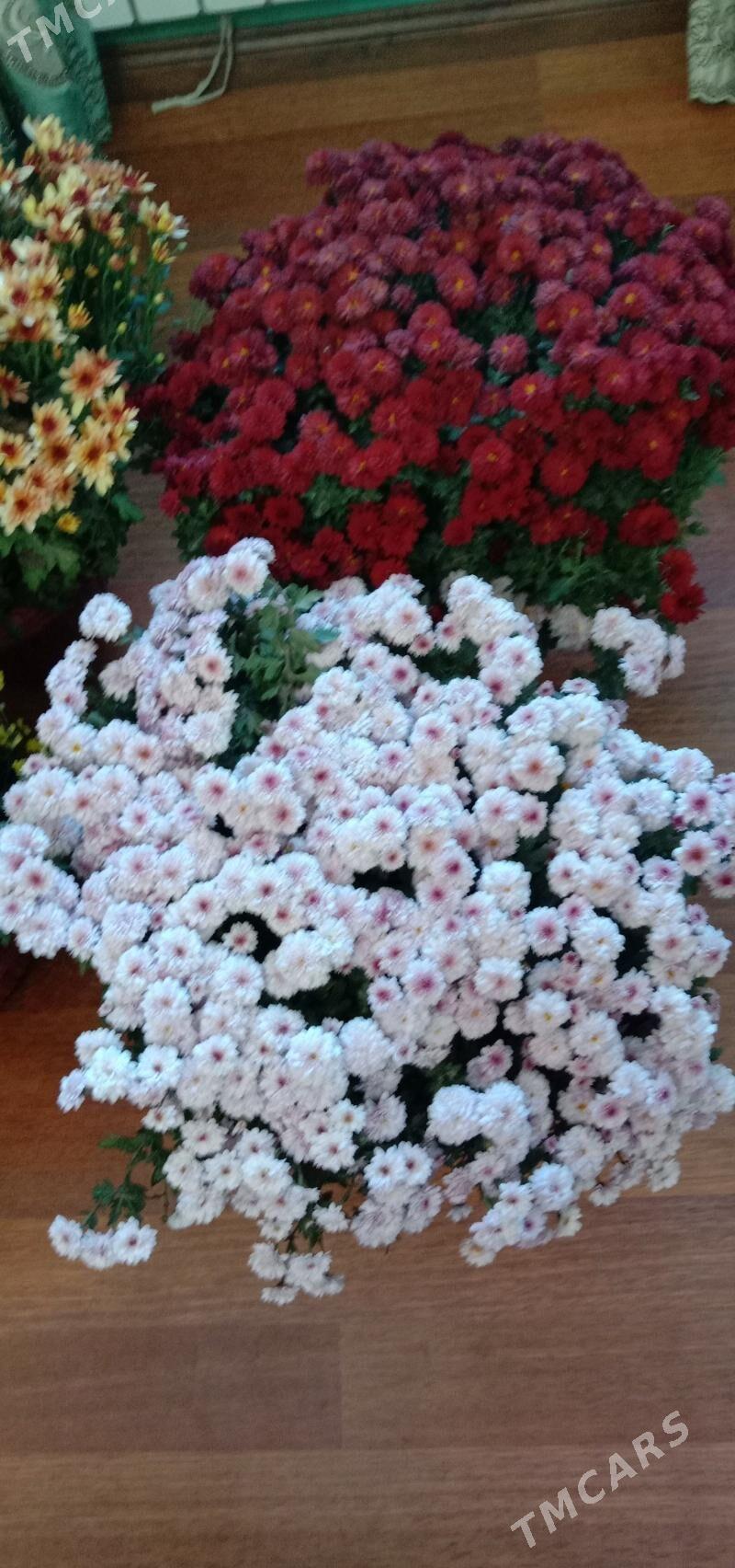 хризантема голландская - Aşgabat - img 3