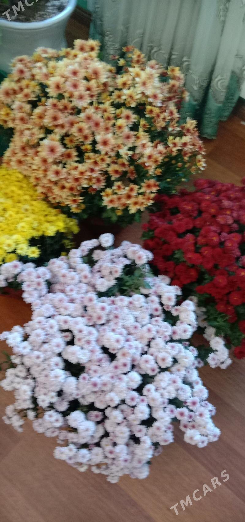 хризантема голландская - Aşgabat - img 1
