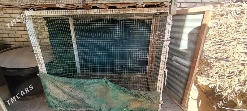 ketek yatak - Мургап - img 1