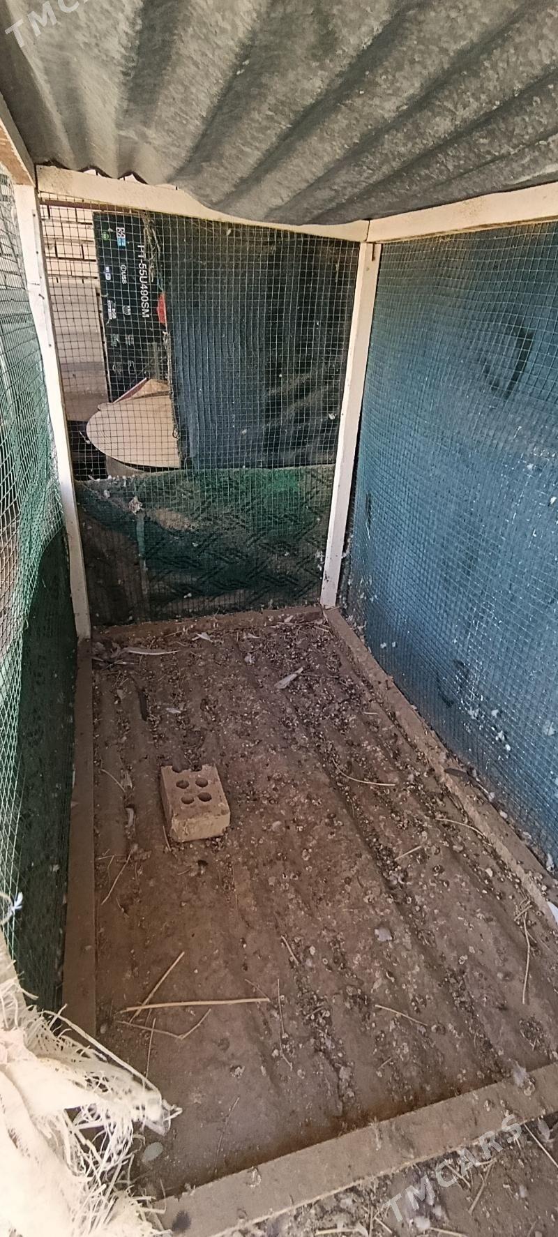 ketek yatak - Мургап - img 2