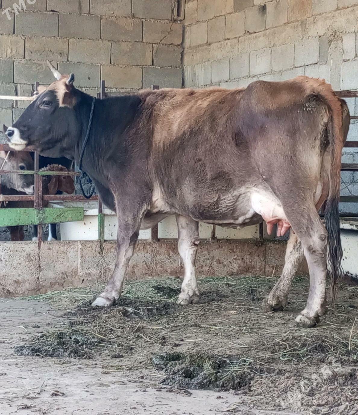 GÖLELİ SYGYR - Гёкдепе - img 2