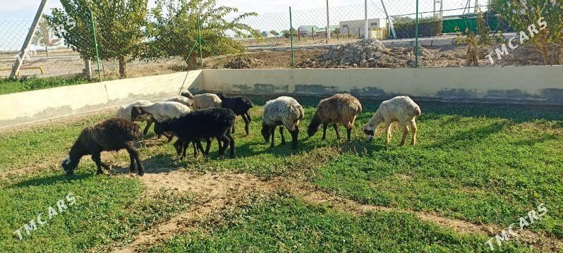 goŷun - Ruhabat (90-njy razýezd) - img 2