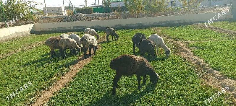 goŷun - Ruhabat (90-njy razýezd) - img 3