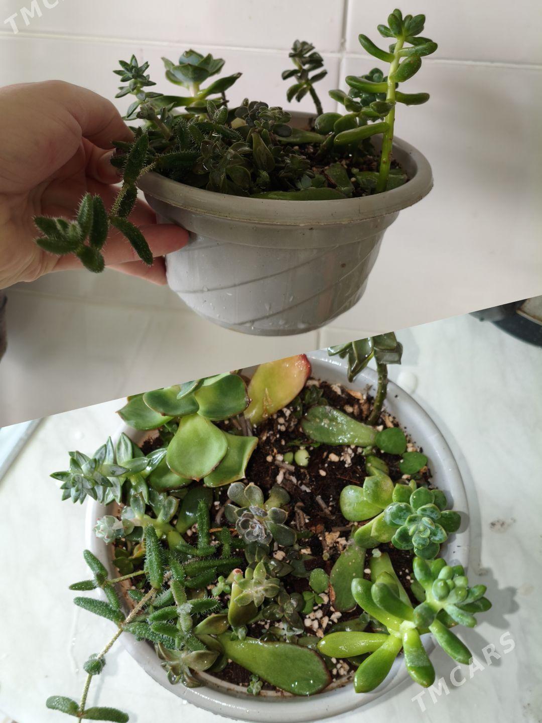 домашние цветы - Parahat 7 - img 3