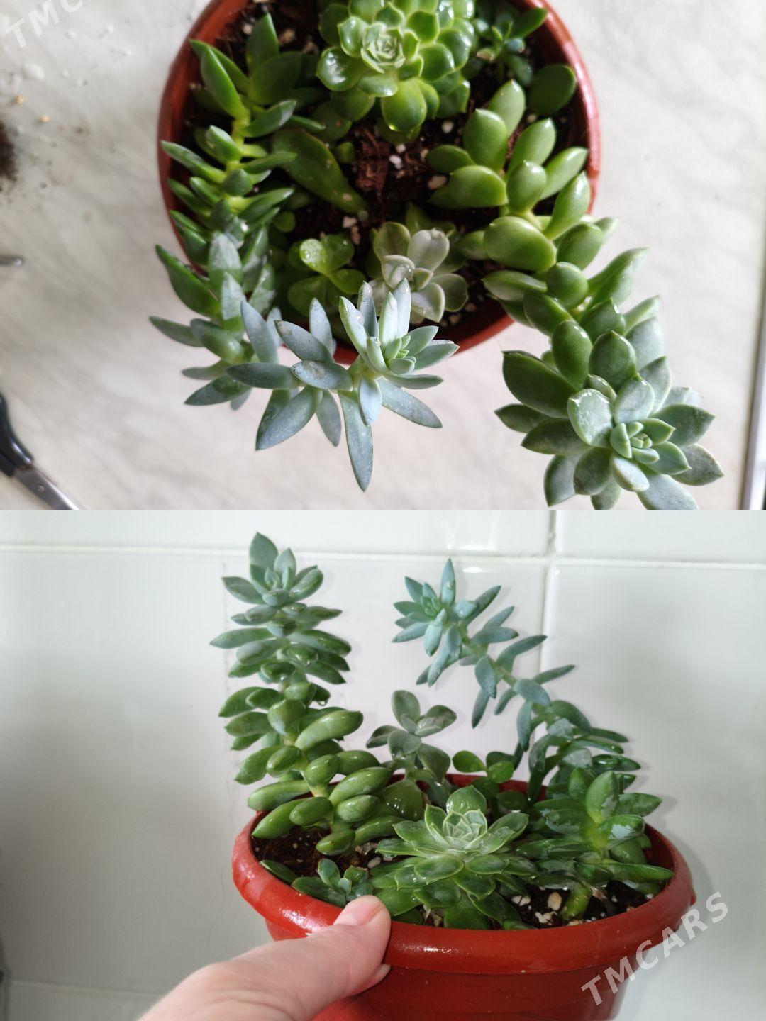 домашние цветы - Parahat 7 - img 2