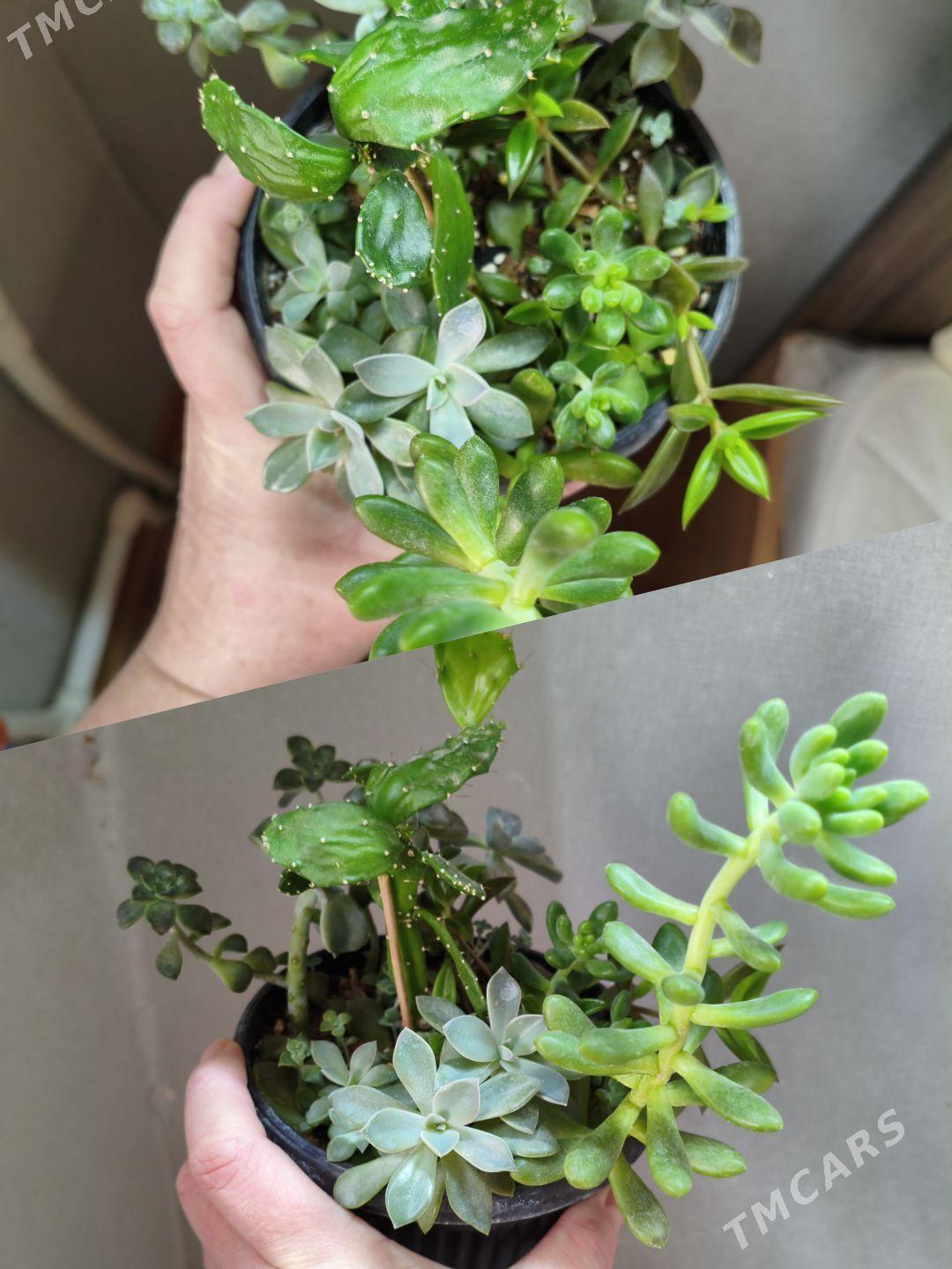 домашние цветы - Parahat 7 - img 4