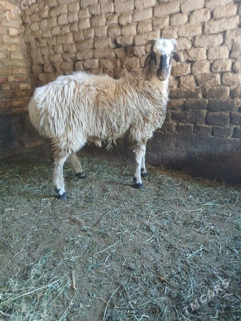 Goc - Гёкдже - img 2