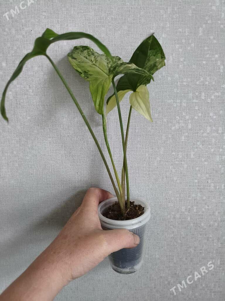 домашние цветы - Parahat 7 - img 1