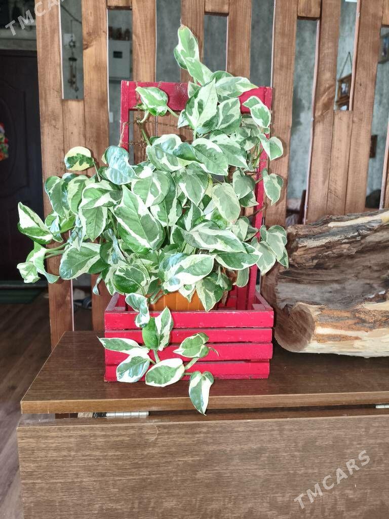 домашние цветы - Parahat 7 - img 8