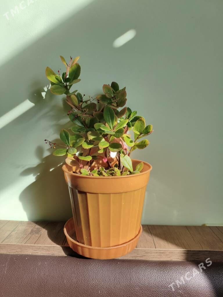 домашние цветы - Parahat 7 - img 7