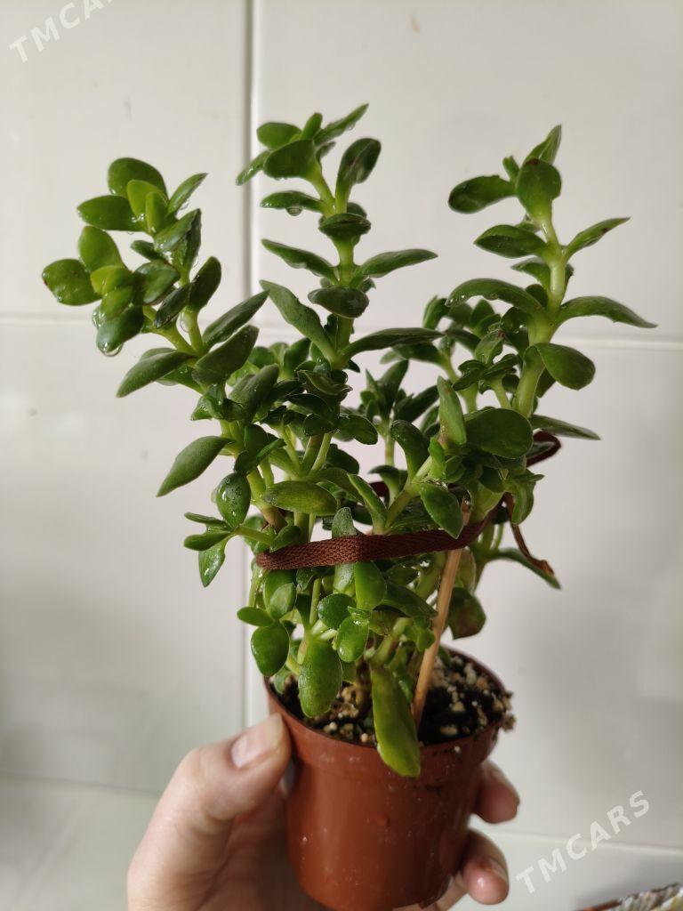 домашние цветы - Parahat 7 - img 5