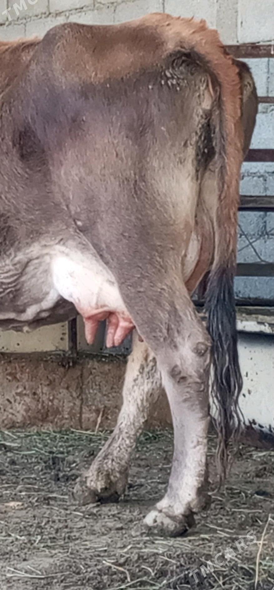 GÖLELİ SYGYR - Гёкдепе - img 3