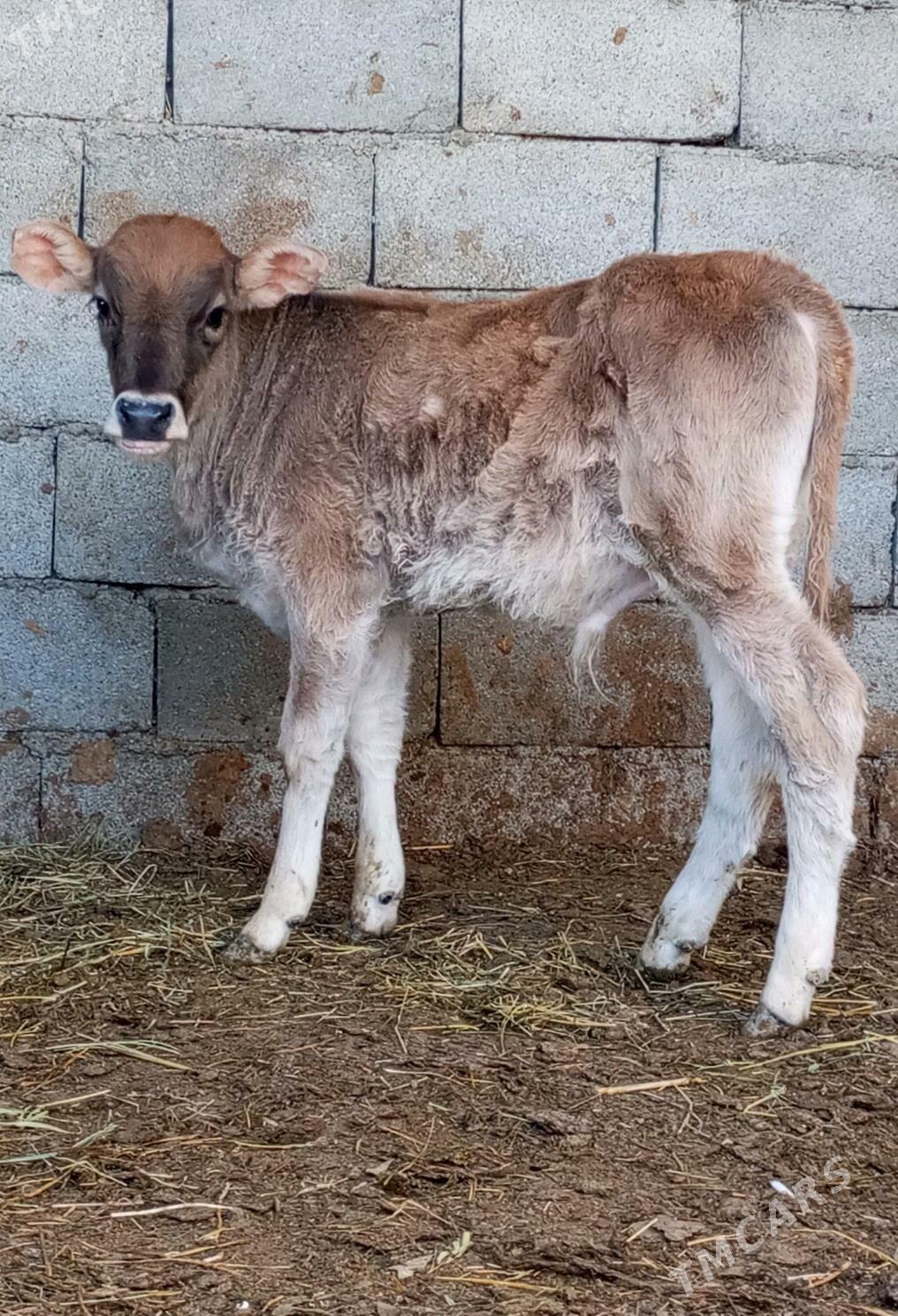 GÖLELİ SYGYR - Гёкдепе - img 4