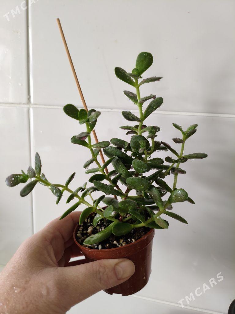 домашние цветы - Parahat 7 - img 6