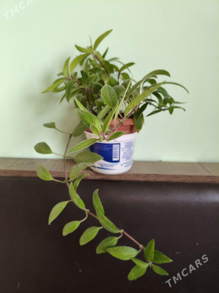 домашние цветы - Parahat 7 - img 9