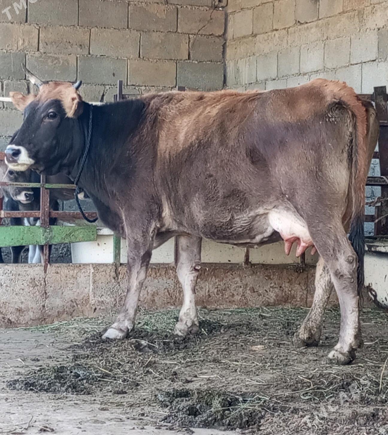 GÖLELİ SYGYR - Гёкдепе - img 5