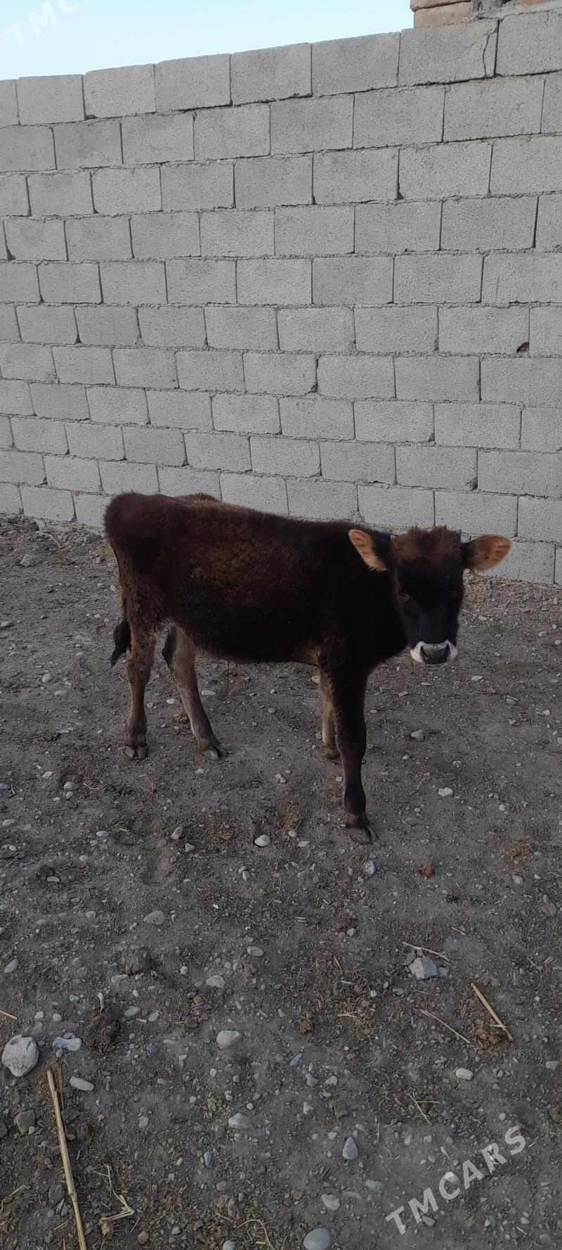 ökuz - Бахарден - img 3