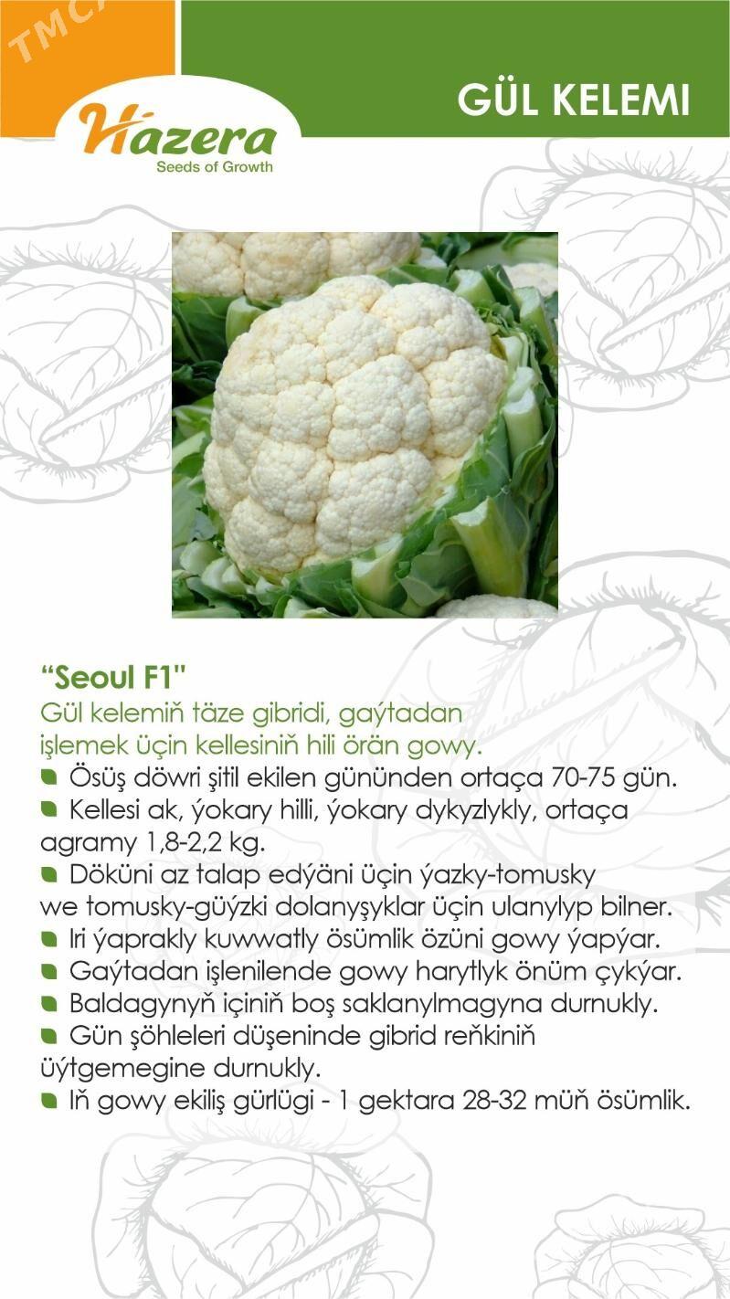 EKG ARGO - Ашхабад - img 7