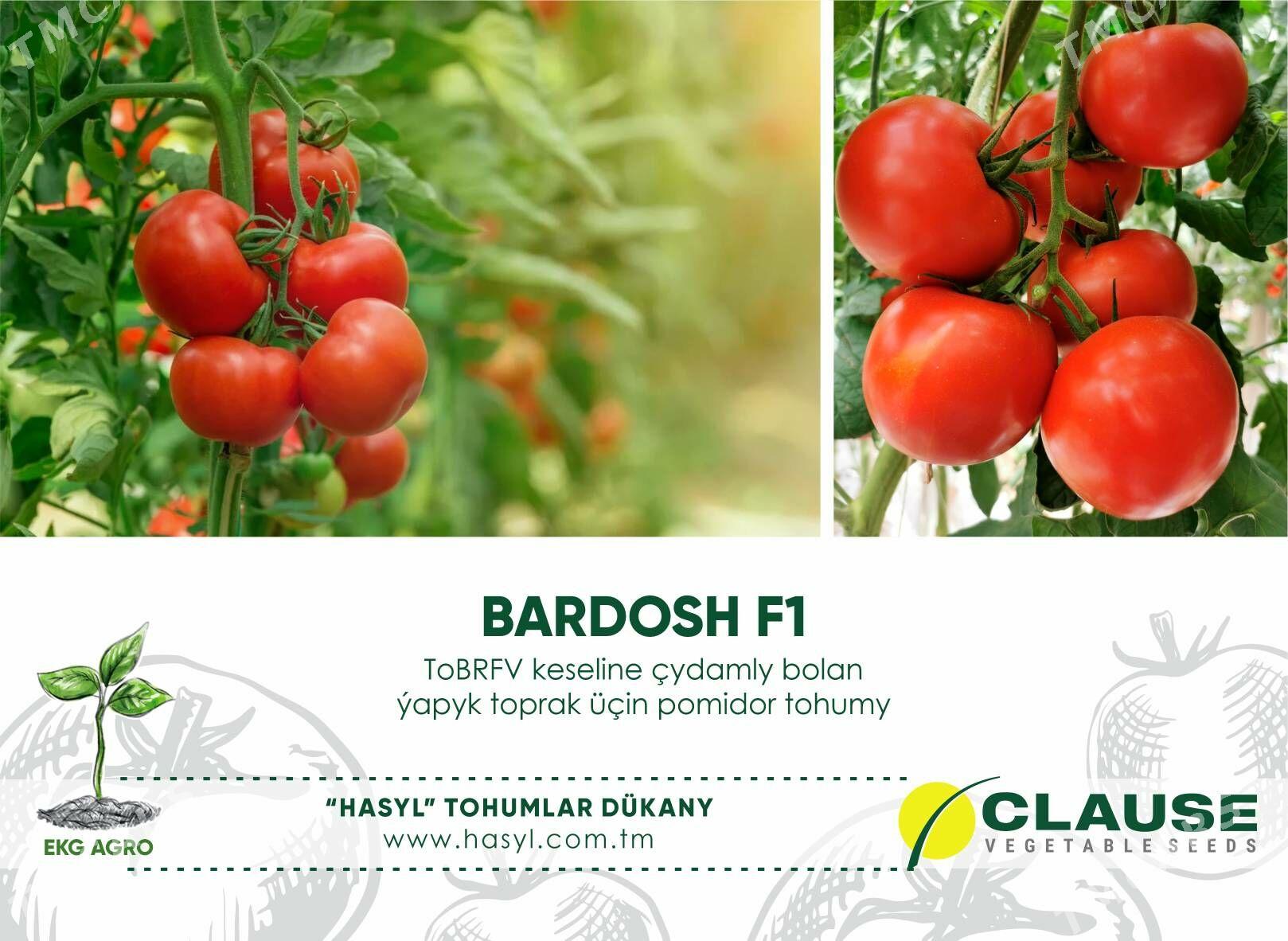 EKG ARGO - Ашхабад - img 3