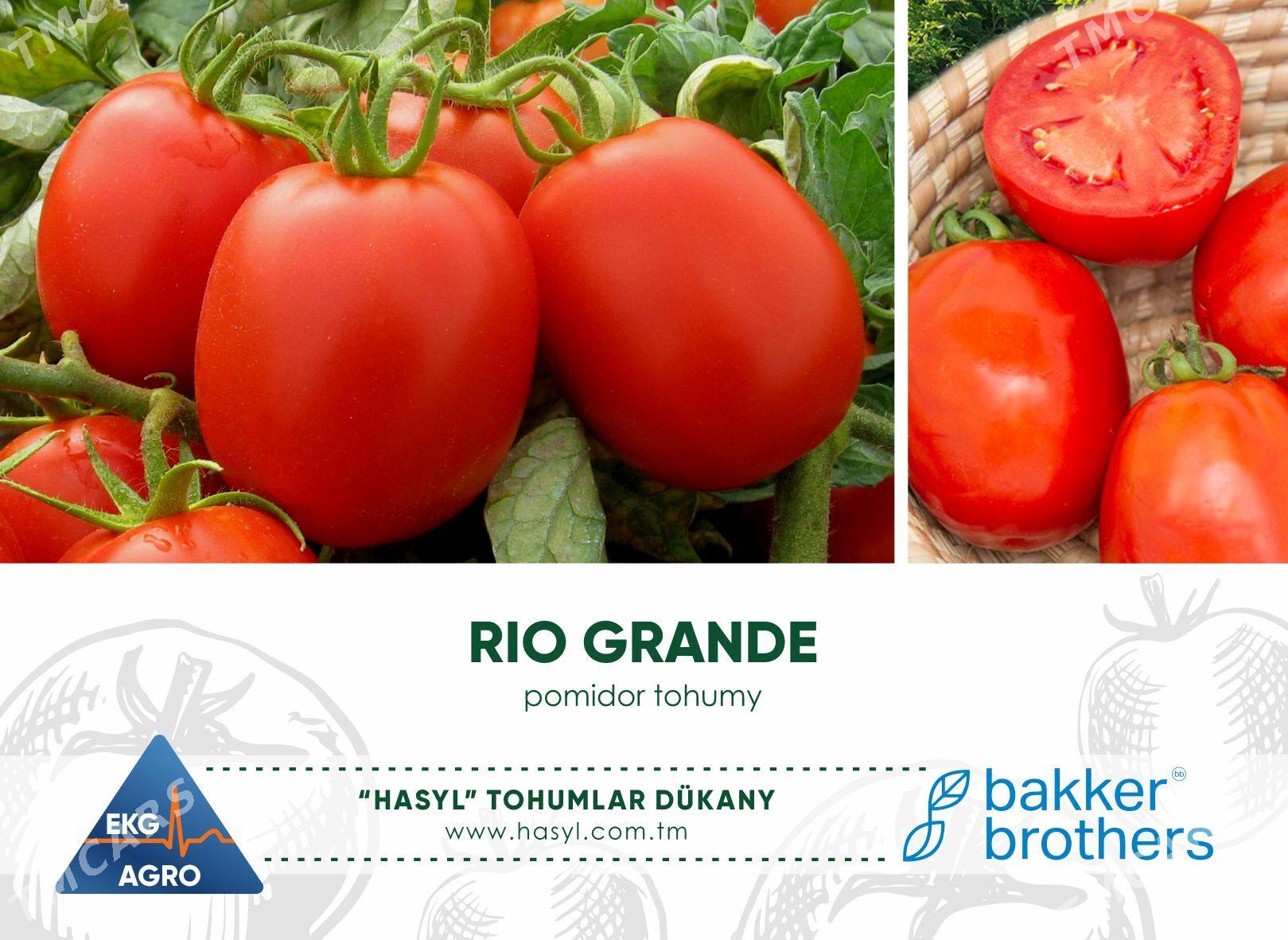 EKG ARGO - Ашхабад - img 2