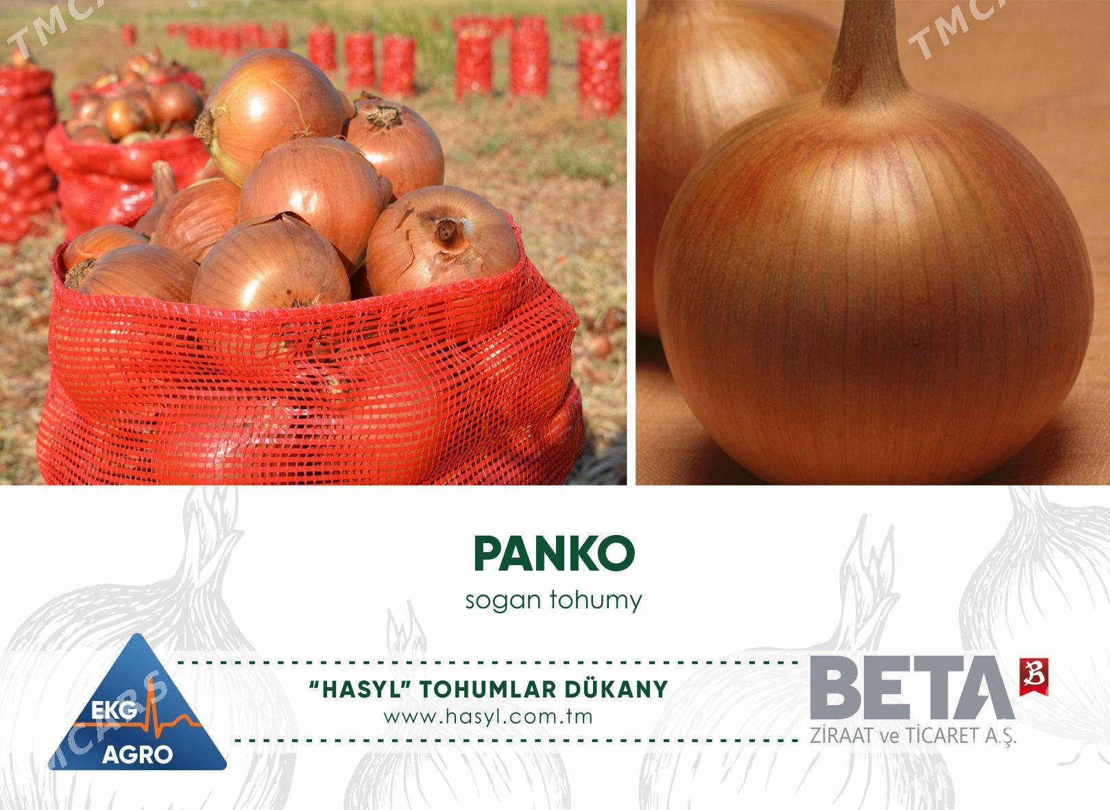 EKG ARGO - Ашхабад - img 1