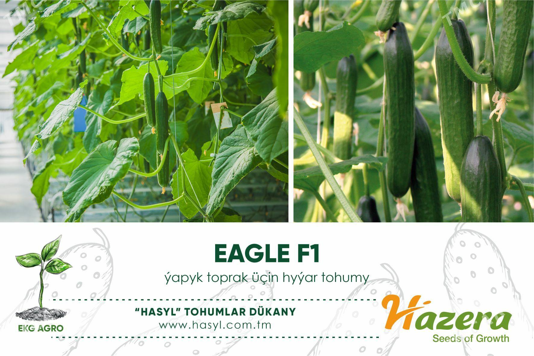 EKG ARGO - Ашхабад - img 5