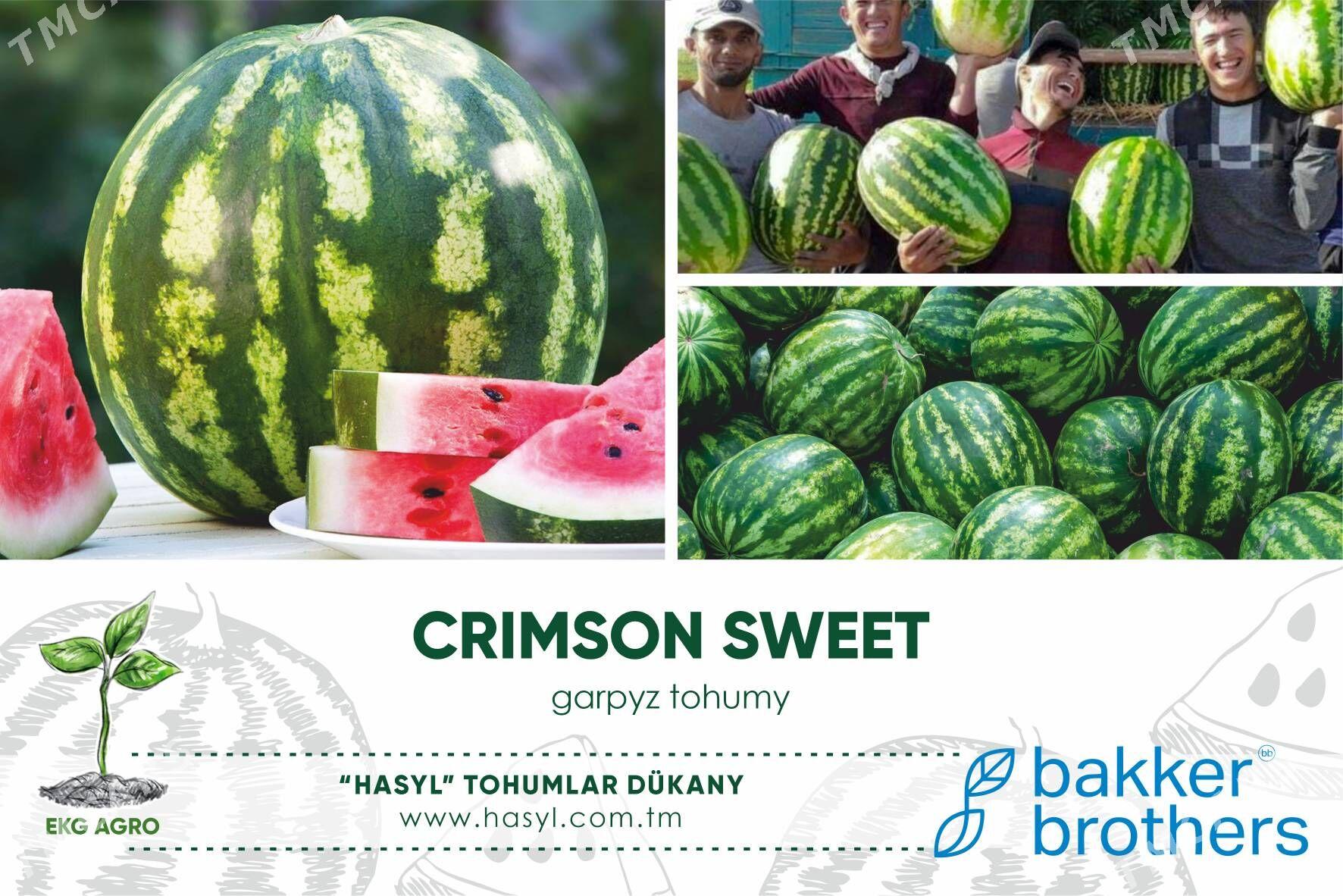 EKG ARGO - Ашхабад - img 6