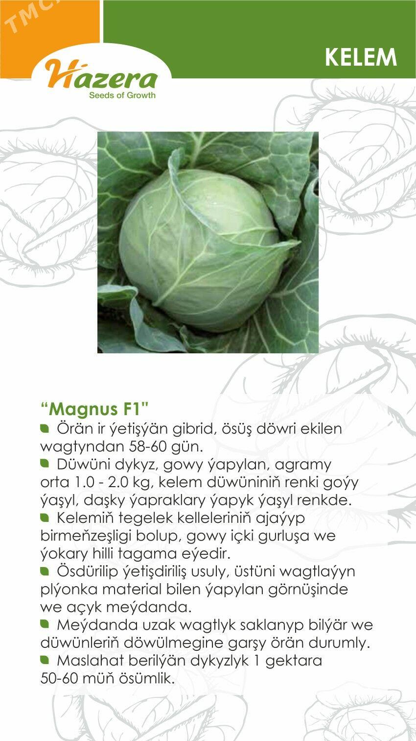 EKG ARGO - Ашхабад - img 8