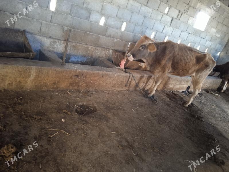 gysyr sygyr - Гызыларбат - img 4