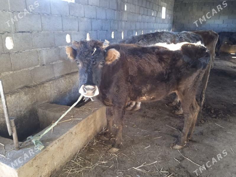 gysyr sygyr - Гызыларбат - img 3