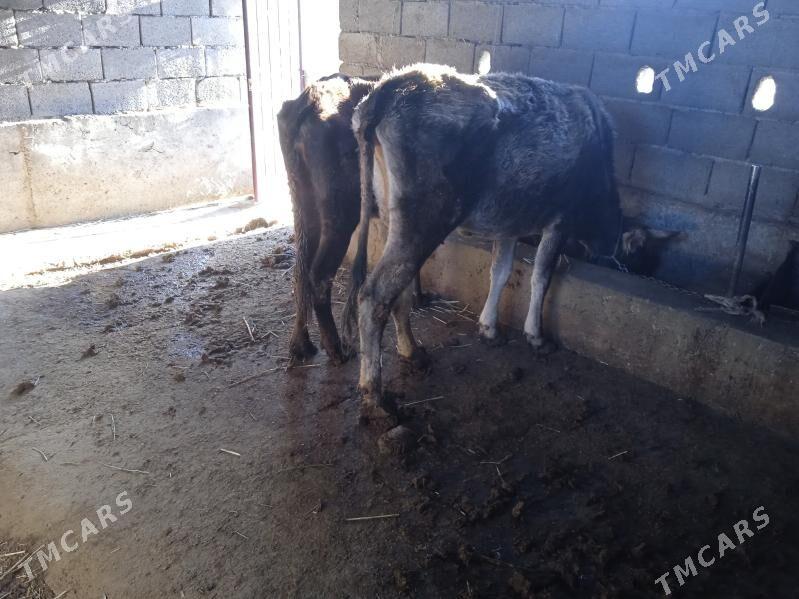 gysyr sygyr - Гызыларбат - img 2