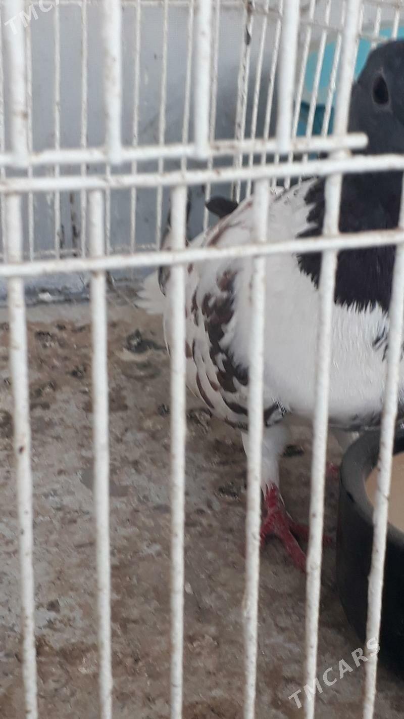 Kepder - Daşoguz - img 3