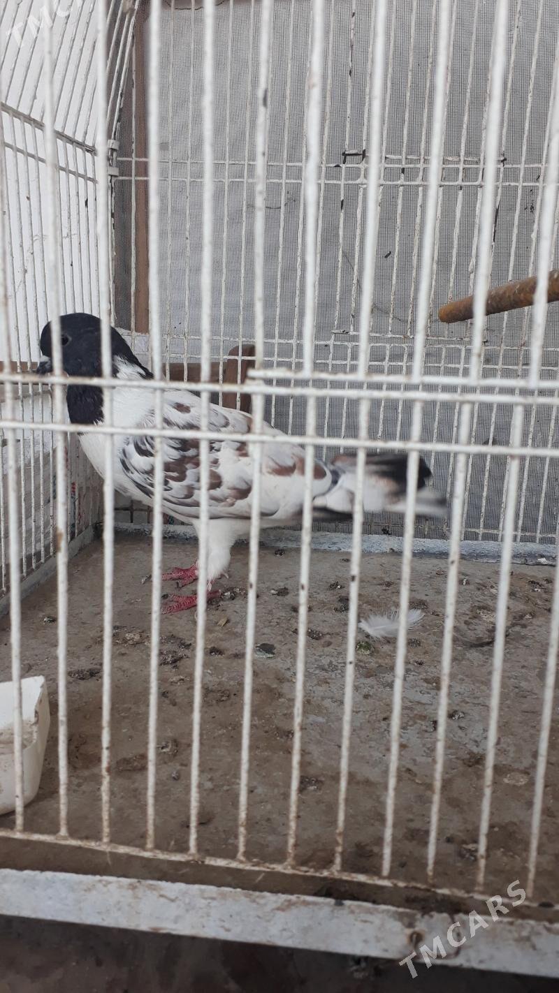 Kepder - Daşoguz - img 2