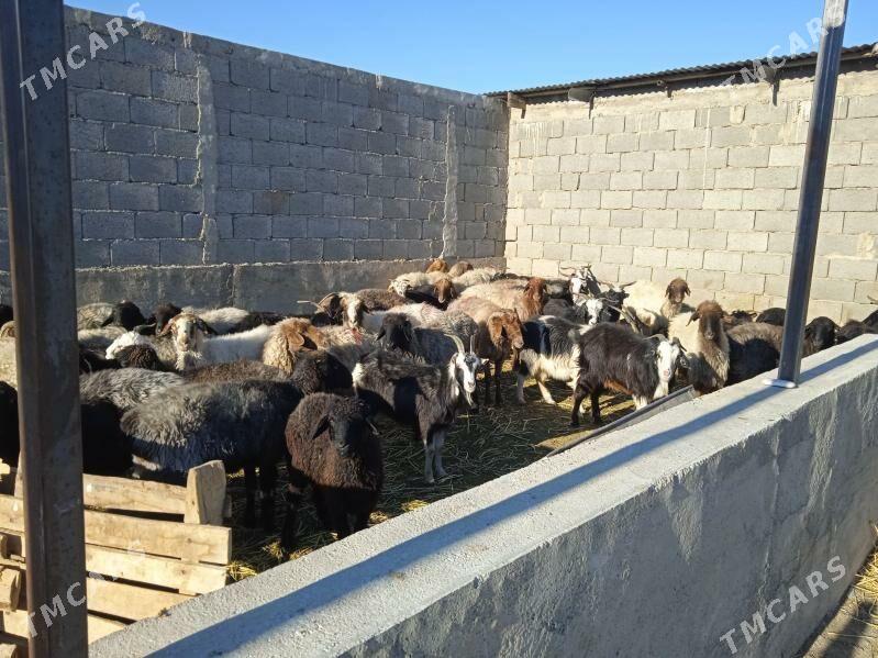 goyunlar we geciler - Гызыларбат - img 3