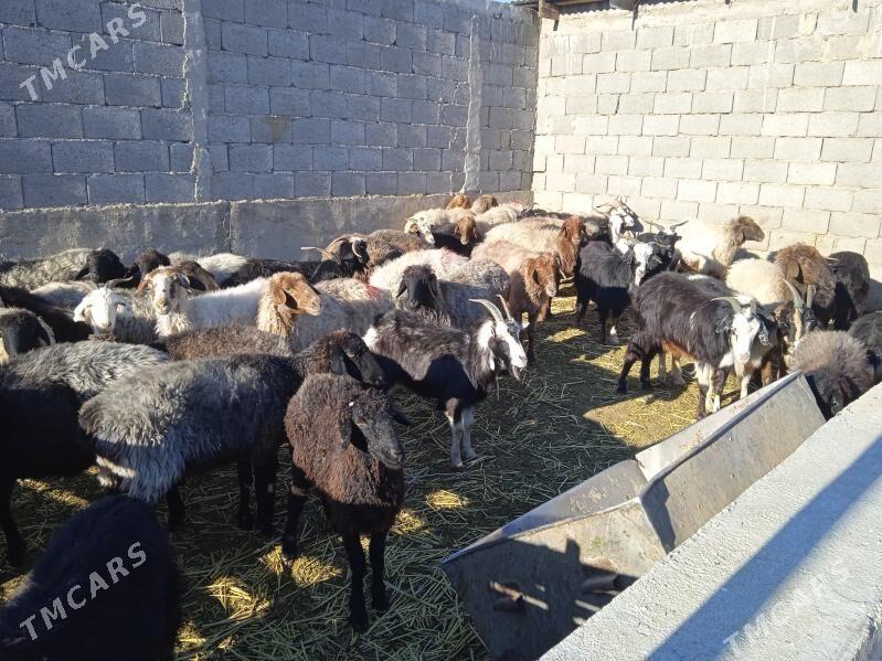 goyunlar we geciler - Гызыларбат - img 1